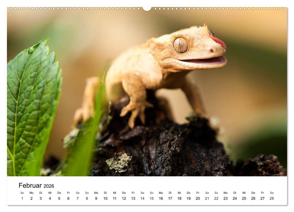 Faszination - Echsen (CALVENDO Wandkalender 2026)