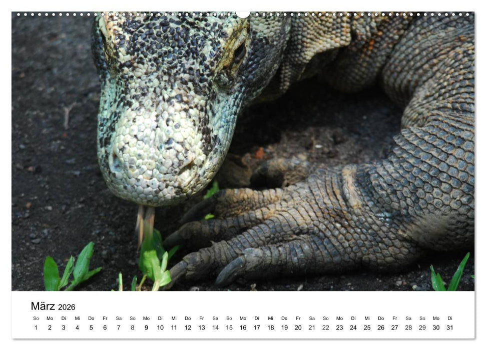 Faszination - Echsen (CALVENDO Wandkalender 2026)