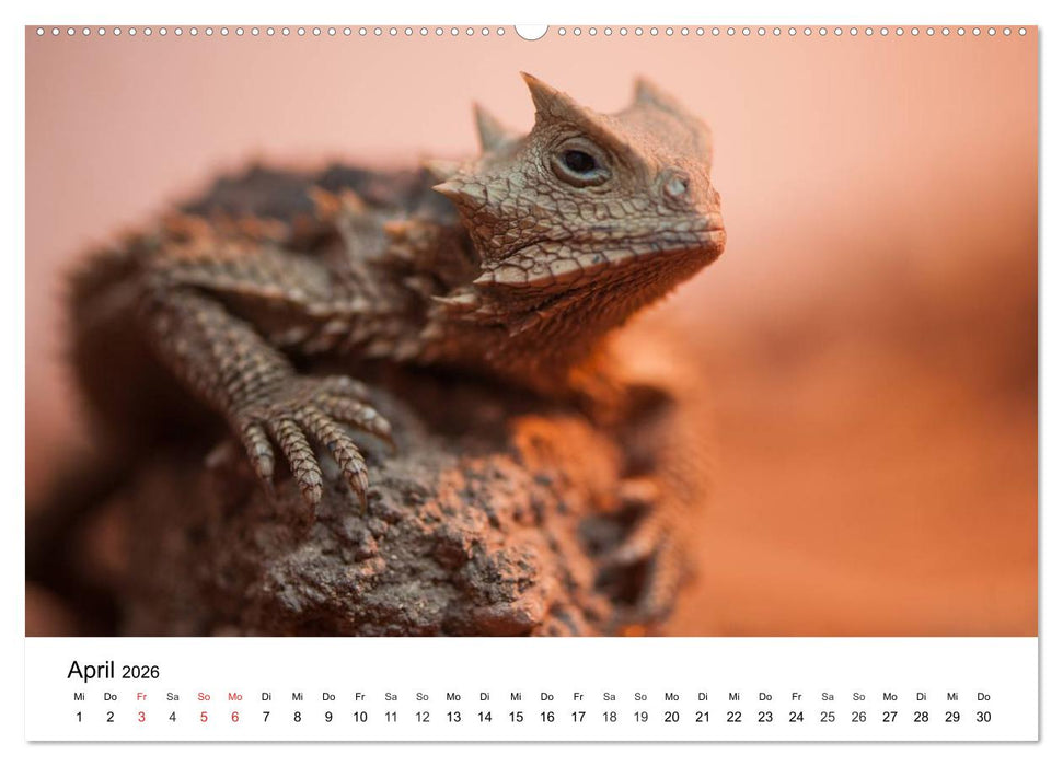 Faszination - Echsen (CALVENDO Wandkalender 2026)