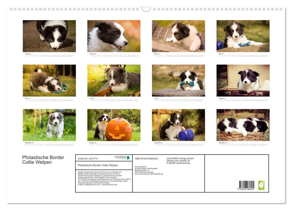 Pfotastische Border Collie Welpen (CALVENDO Wandkalender 2026)