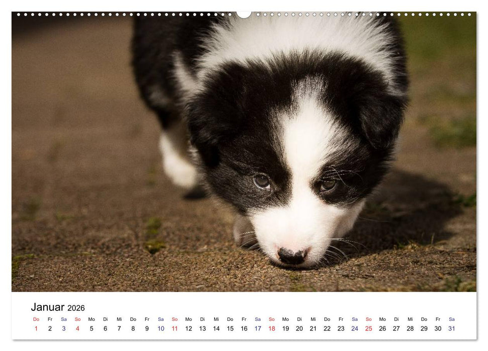 Pfotastische Border Collie Welpen (CALVENDO Wandkalender 2026)