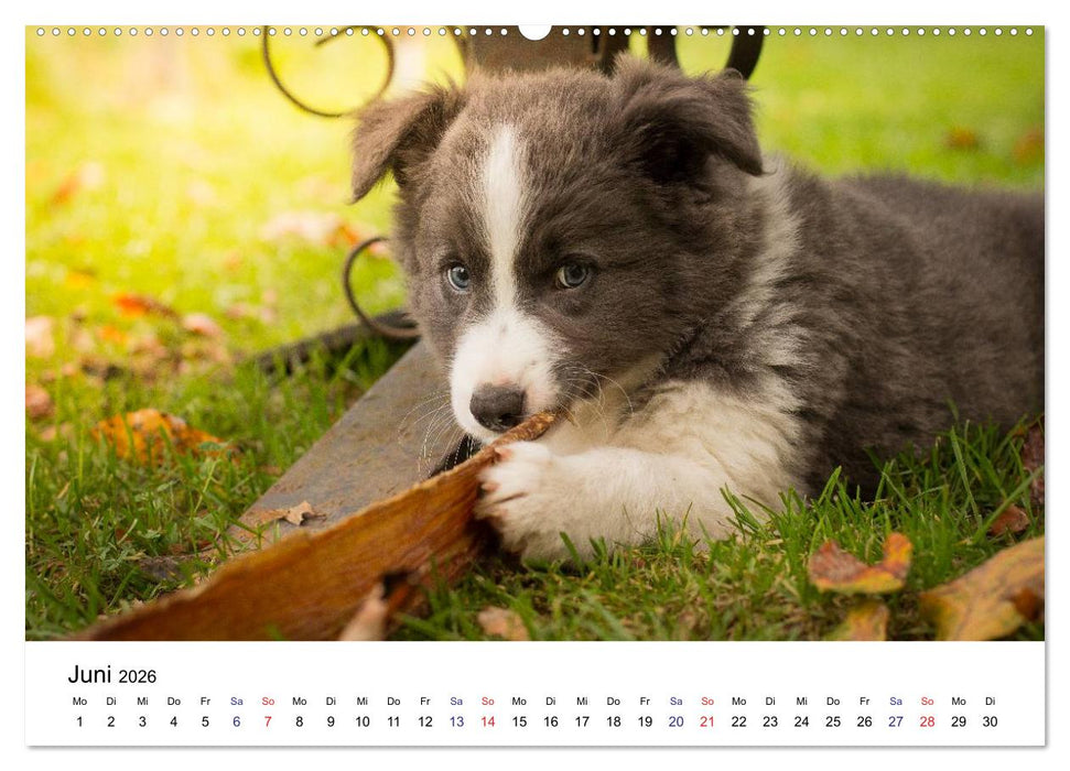 Pfotastische Border Collie Welpen (CALVENDO Wandkalender 2026)