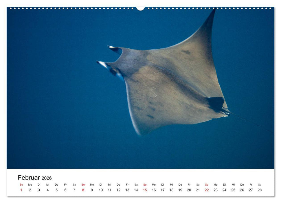 Highlights aus dem Meer - Tauchkalender (CALVENDO Wandkalender 2026)