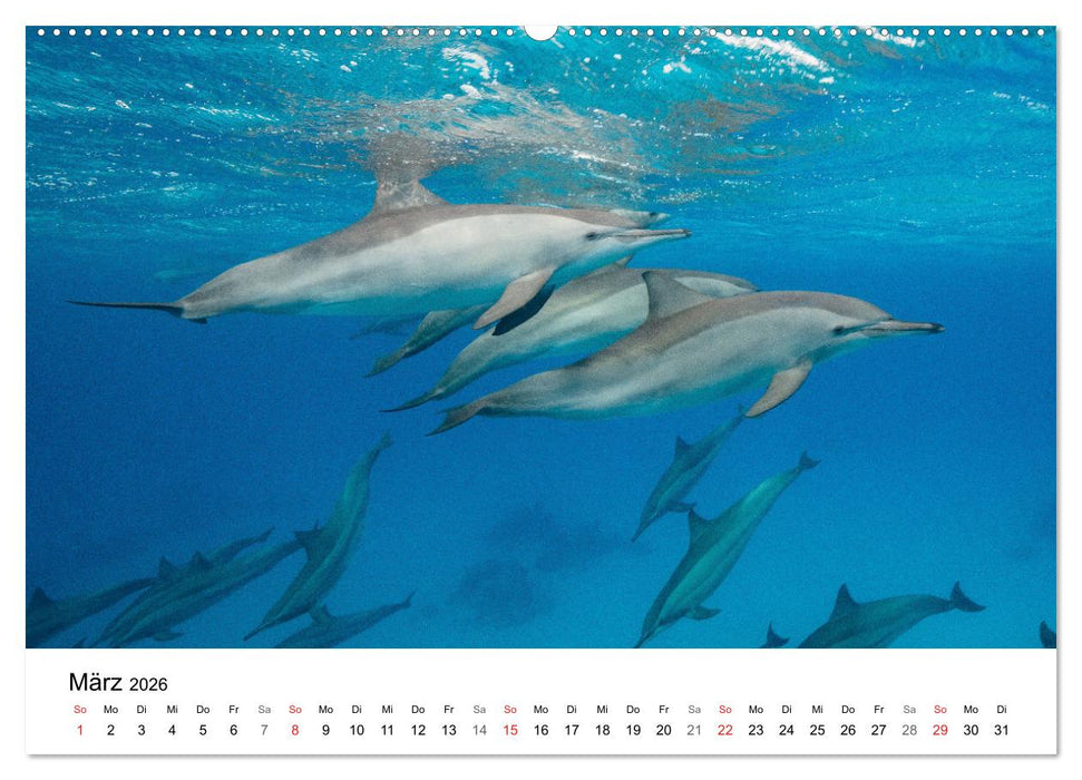 Highlights aus dem Meer - Tauchkalender (CALVENDO Wandkalender 2026)