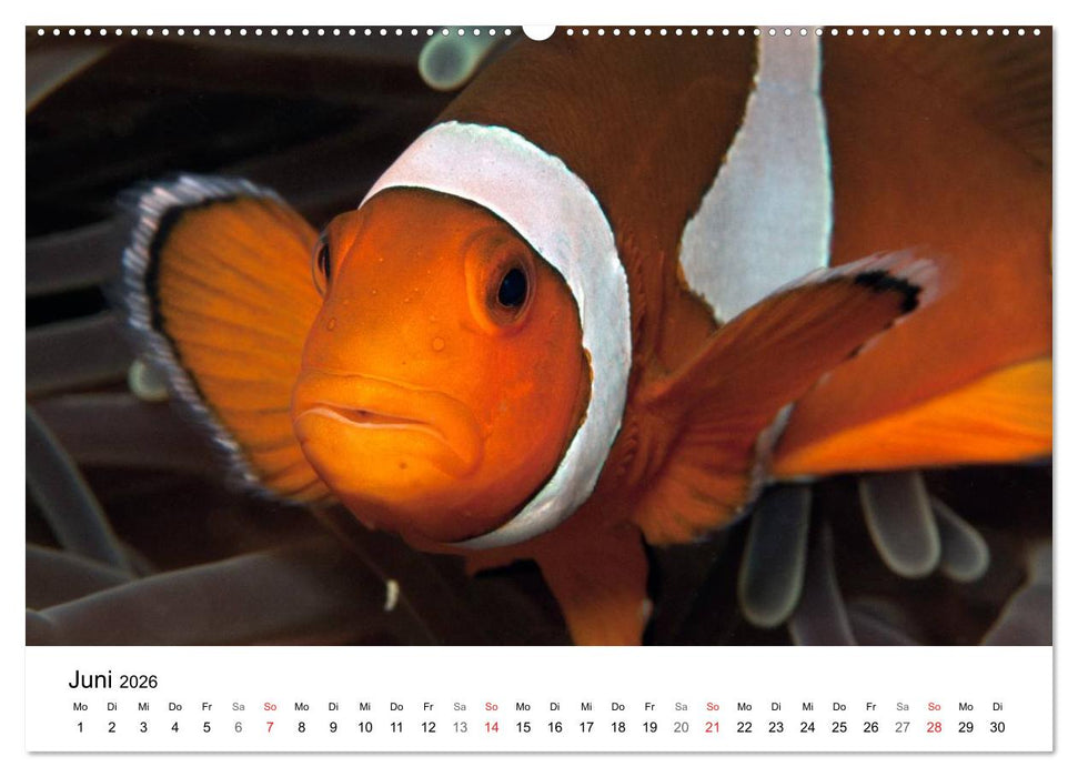 Highlights aus dem Meer - Tauchkalender (CALVENDO Wandkalender 2026)