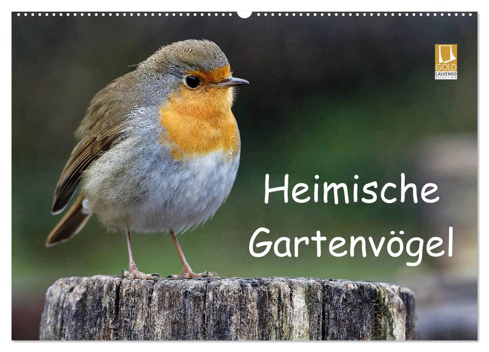 Heimische Gartenvögel (CALVENDO Wandkalender 2026)