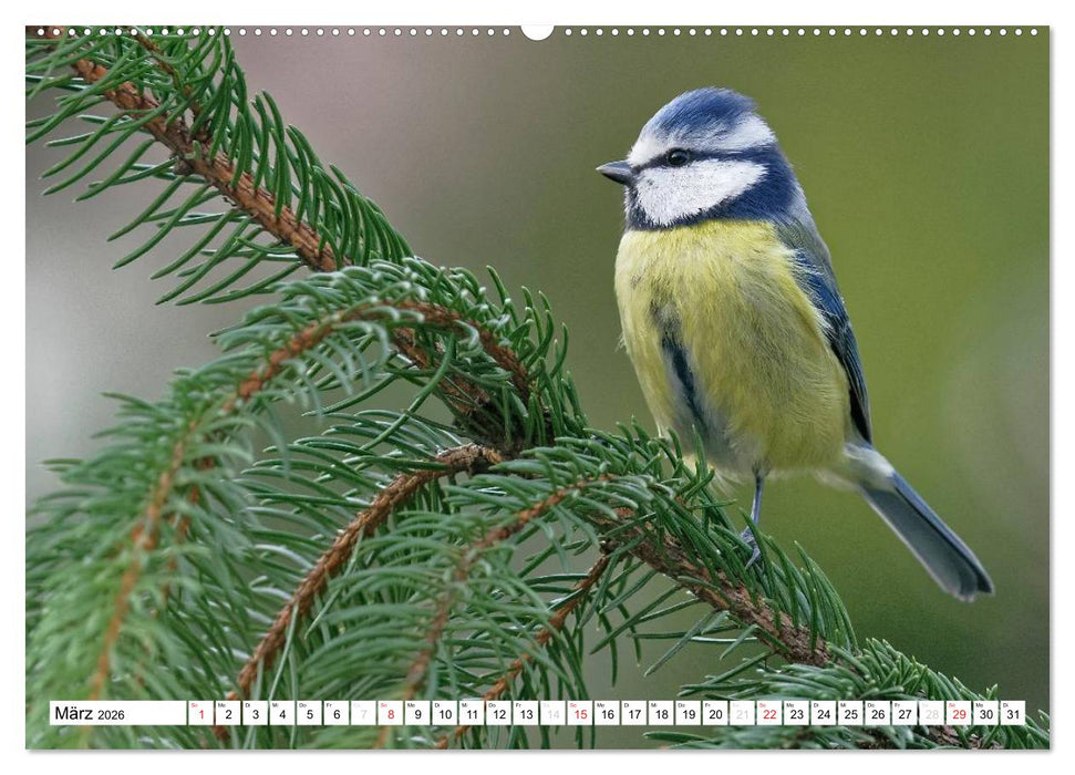 Heimische Gartenvögel (CALVENDO Wandkalender 2026)