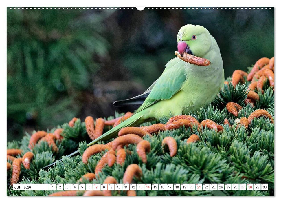 Heimische Gartenvögel (CALVENDO Wandkalender 2026)