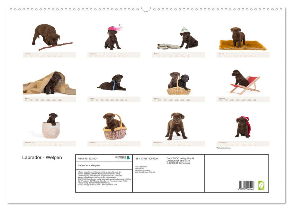 Labrador - Welpen (CALVENDO Wandkalender 2026)