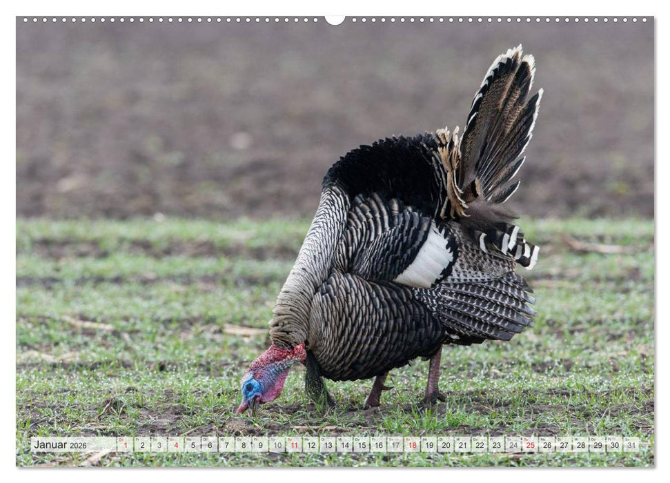 Emotionale Momente: Der Truthahn. (CALVENDO Wandkalender 2026)