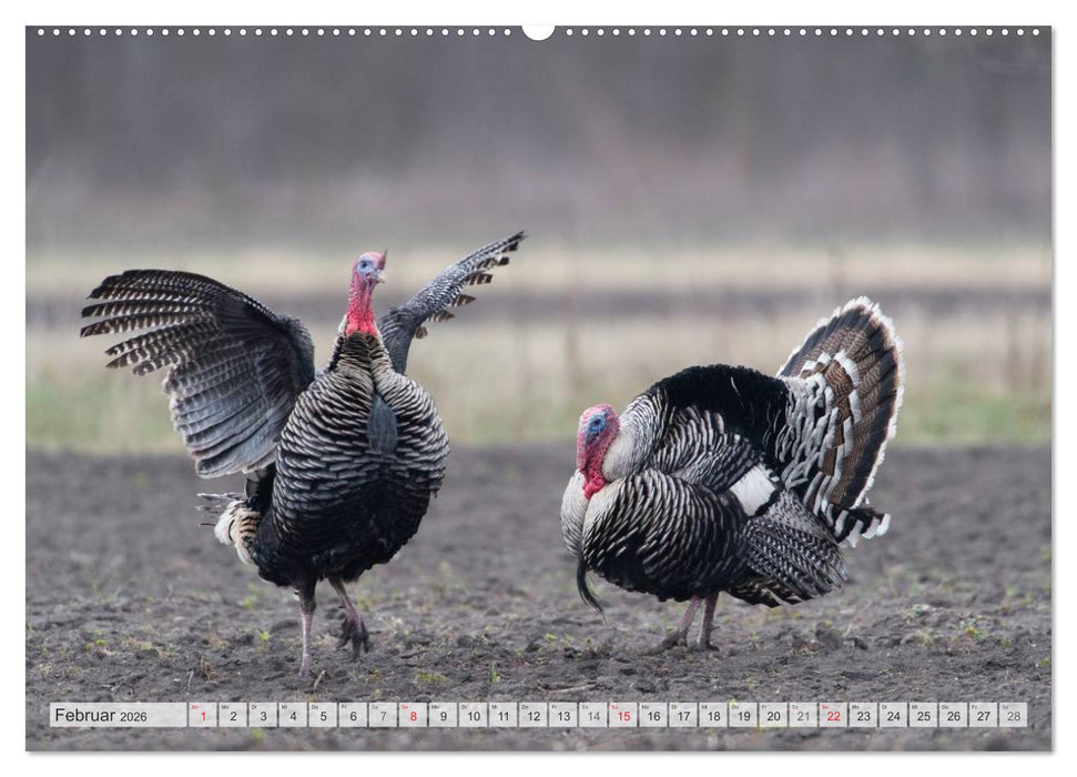 Emotionale Momente: Der Truthahn. (CALVENDO Wandkalender 2026)