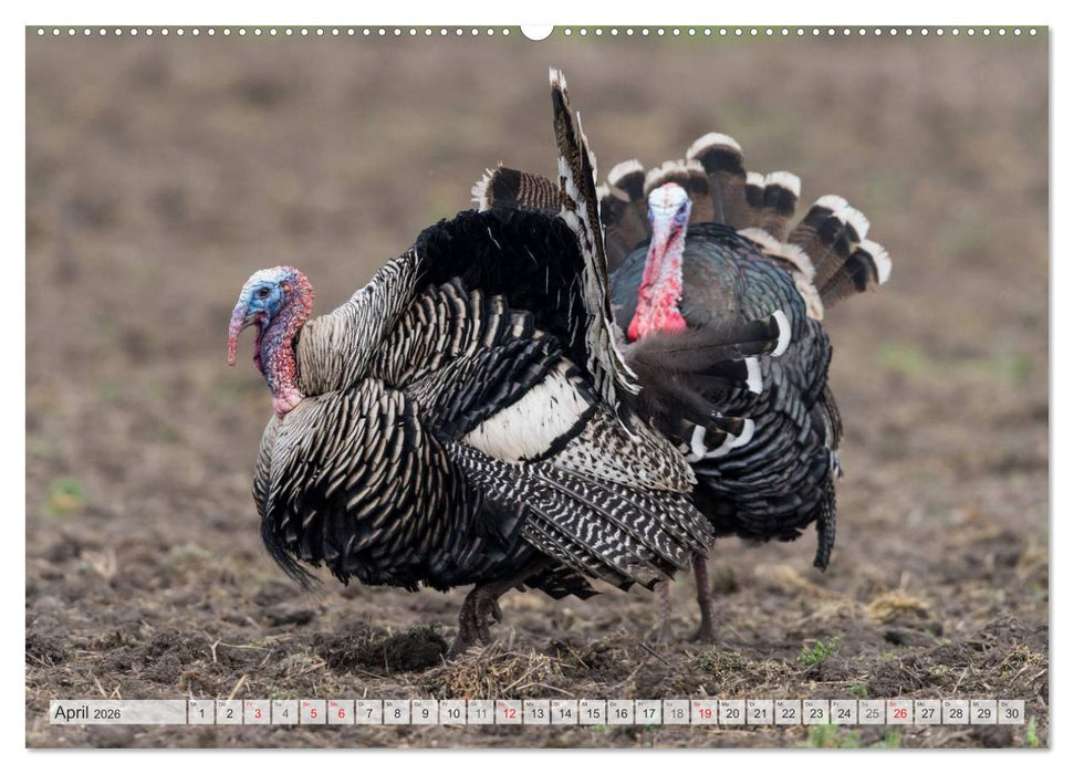 Emotionale Momente: Der Truthahn. (CALVENDO Wandkalender 2026)