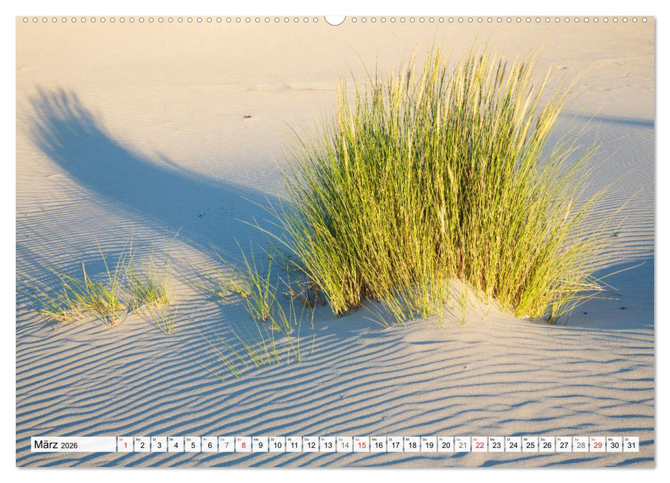 Amrum. Natur und Landschaften (CALVENDO Premium Wandkalender 2026)
