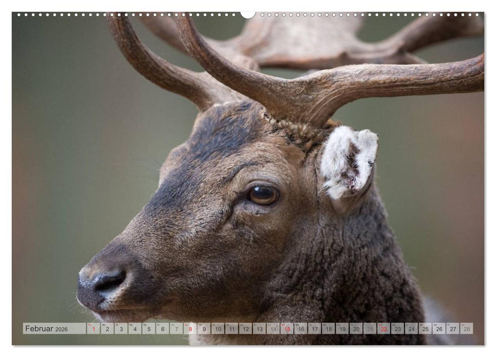 Emotionale Momente: Das Damwild. (CALVENDO Wandkalender 2026)