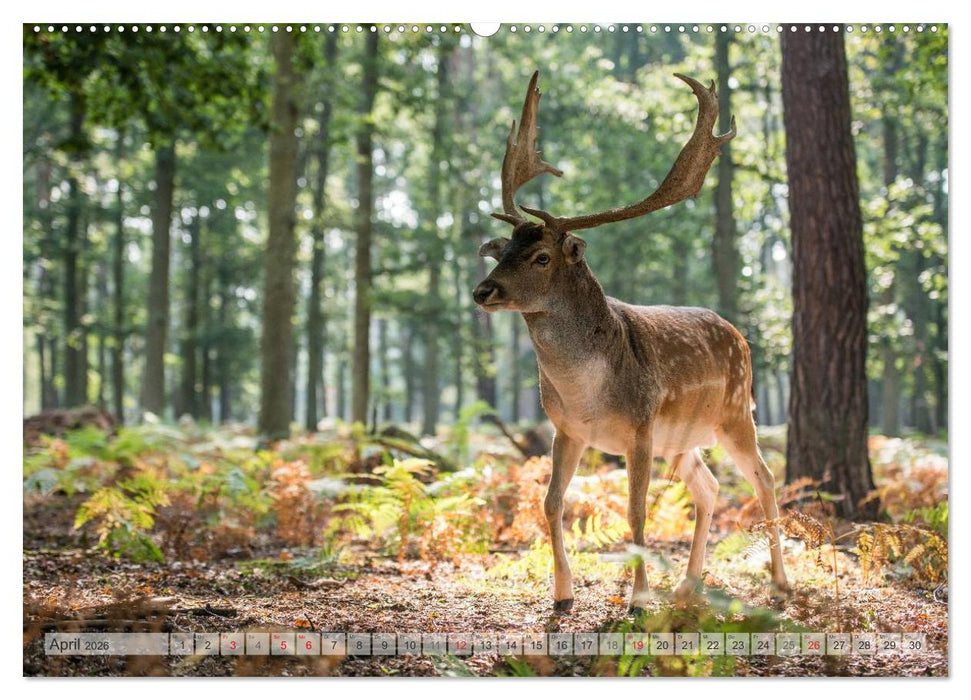 Emotionale Momente: Das Damwild. (CALVENDO Wandkalender 2026)