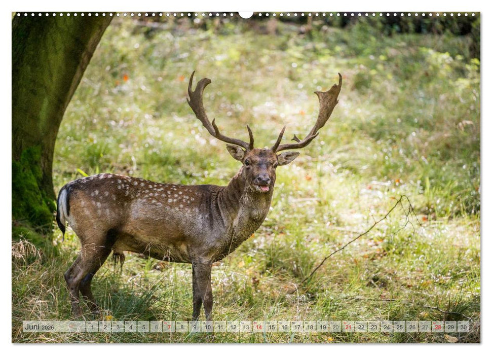 Emotionale Momente: Das Damwild. (CALVENDO Wandkalender 2026)
