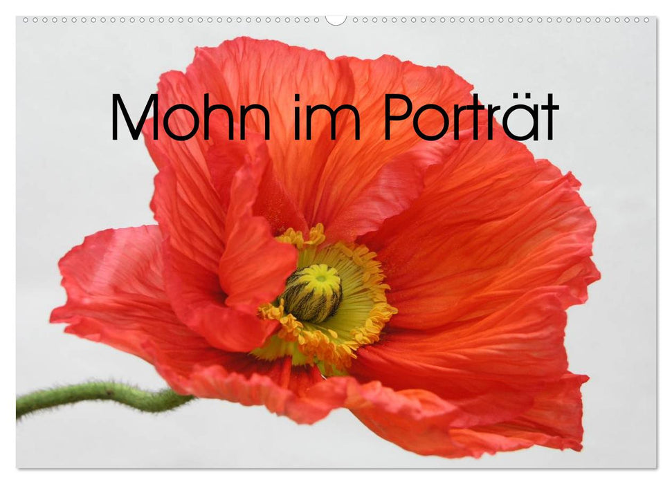 Mohn im Porträt (CALVENDO Wandkalender 2026)