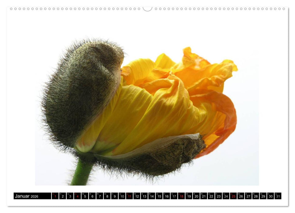 Mohn im Porträt (CALVENDO Wandkalender 2026)
