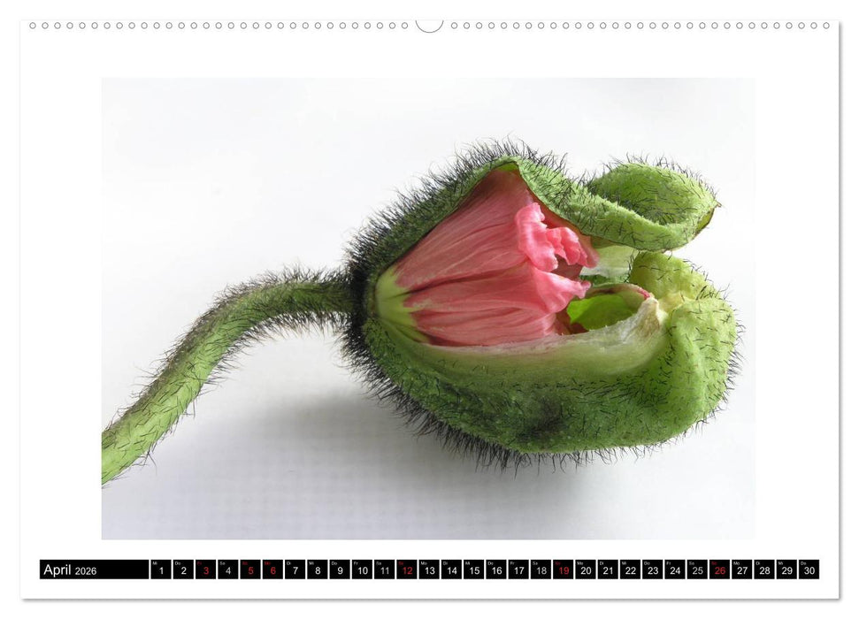 Mohn im Porträt (CALVENDO Wandkalender 2026)