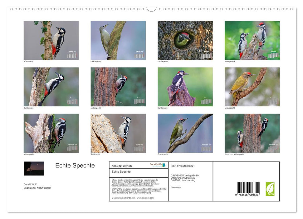 Echte Spechte (CALVENDO Premium Wandkalender 2026)