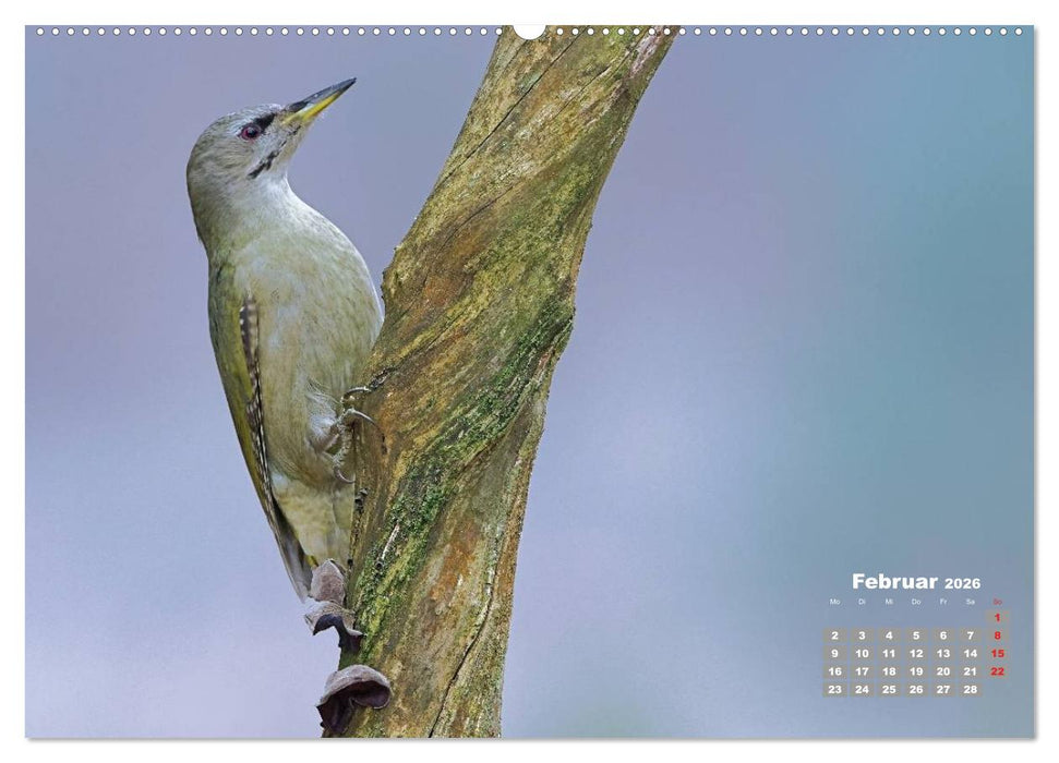 Echte Spechte (CALVENDO Premium Wandkalender 2026)