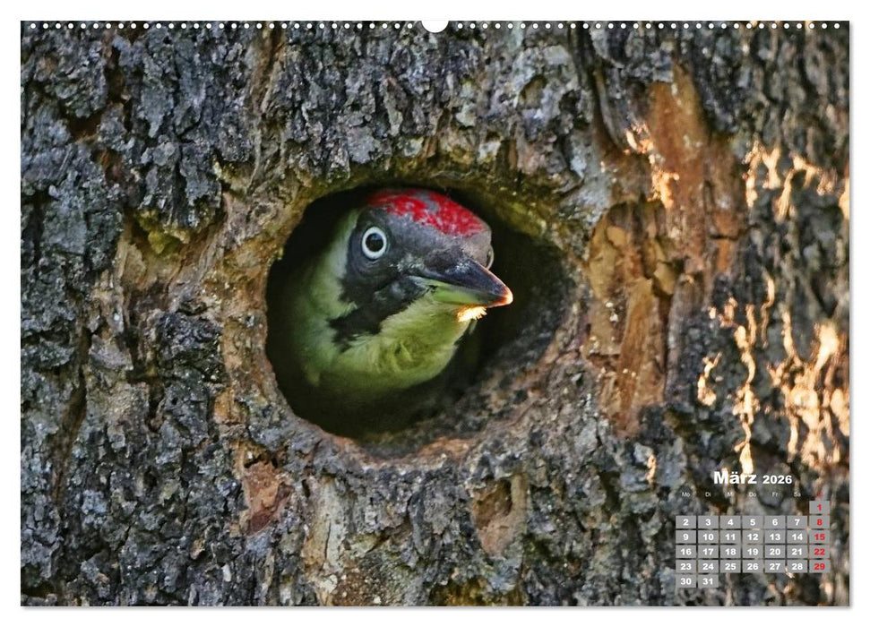 Echte Spechte (CALVENDO Premium Wandkalender 2026)