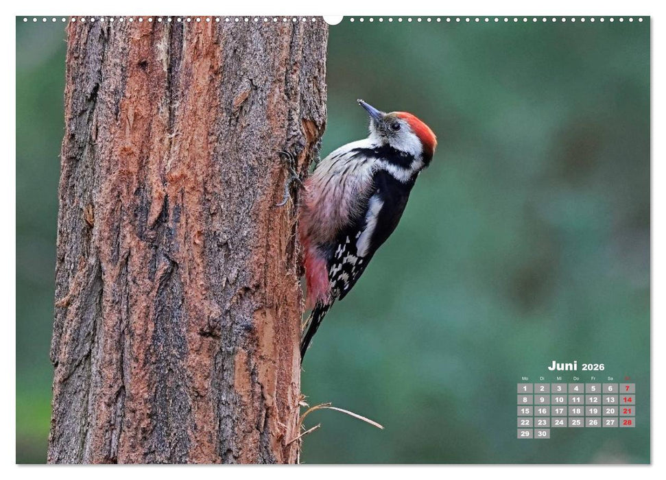 Echte Spechte (CALVENDO Premium Wandkalender 2026)