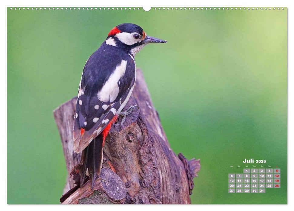 Echte Spechte (CALVENDO Premium Wandkalender 2026)