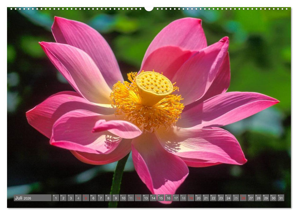 Peter Fischer - Bali 2026 (CALVENDO Premium Wandkalender 2026)