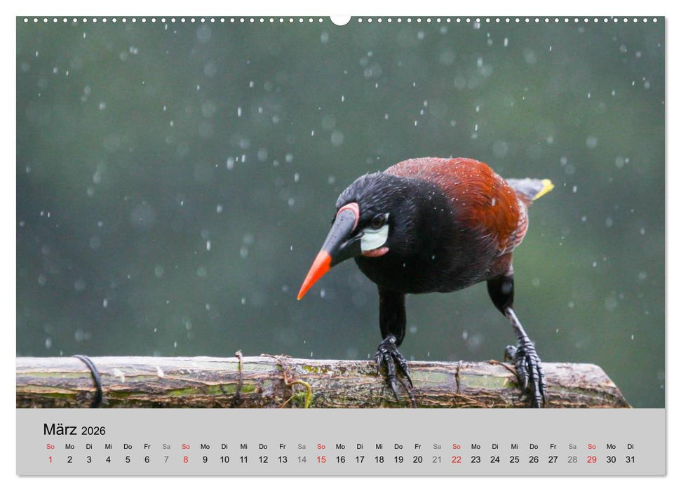 Costa Rica (CALVENDO Premium Wandkalender 2026)