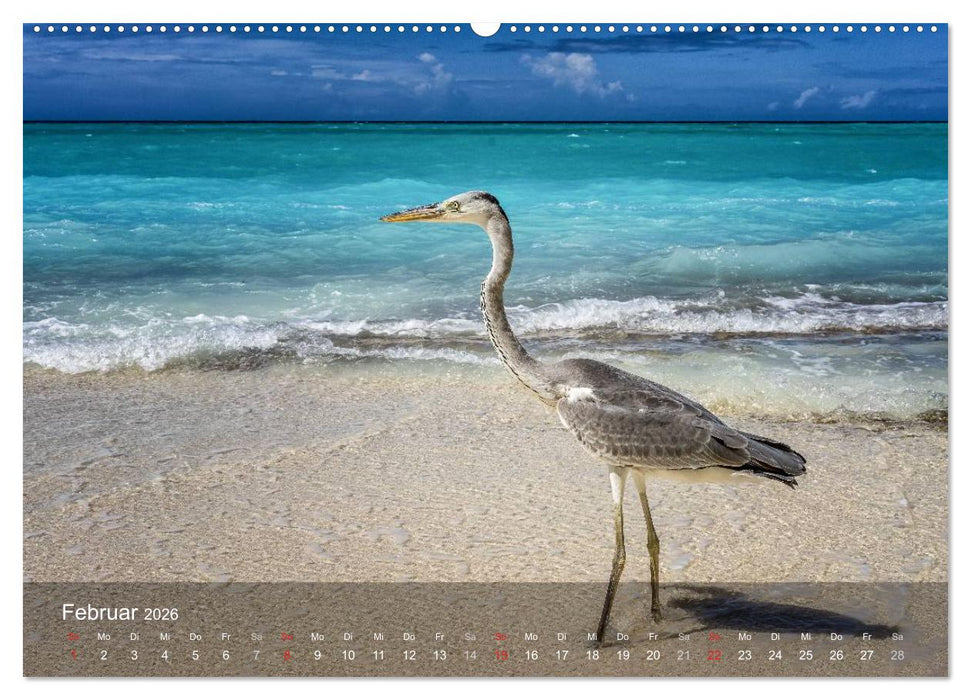 Malediven Impressionen aus dem Paradies (CALVENDO Premium Wandkalender 2026)