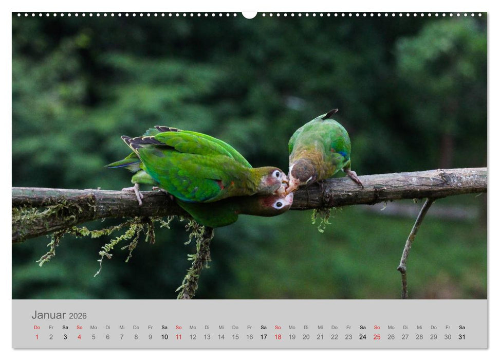 Costa Rica - Exotische Vögel im Regenwald (CALVENDO Premium Wandkalender 2026)