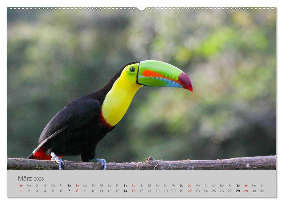 Costa Rica - Exotische Vögel im Regenwald (CALVENDO Premium Wandkalender 2026)