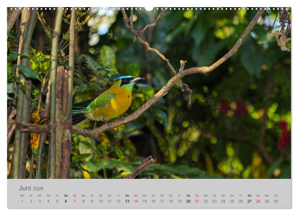 Costa Rica - Exotische Vögel im Regenwald (CALVENDO Premium Wandkalender 2026)