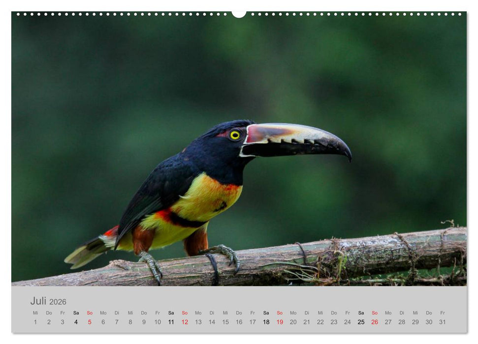 Costa Rica - Exotische Vögel im Regenwald (CALVENDO Premium Wandkalender 2026)