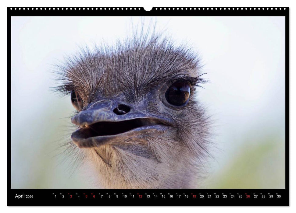 SÜDAFRIKA Augenblicke (CALVENDO Premium Wandkalender 2026)