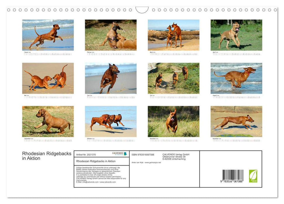 Rhodesian Ridgebacks in Aktion (CALVENDO Wandkalender 2026)