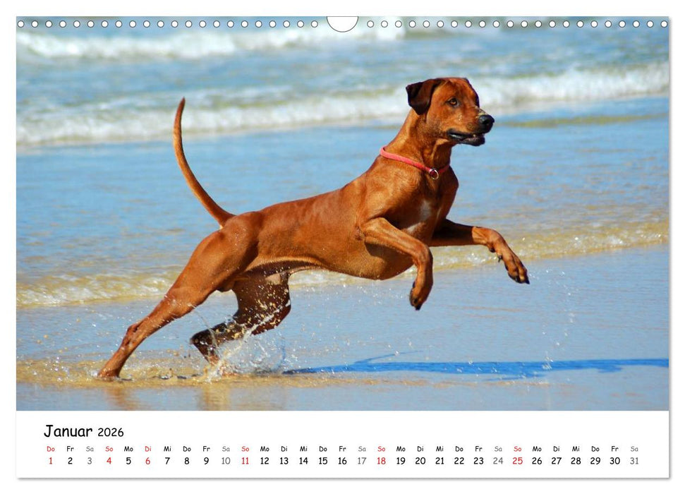 Rhodesian Ridgebacks in Aktion (CALVENDO Wandkalender 2026)