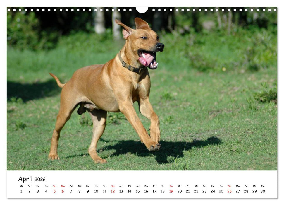 Rhodesian Ridgebacks in Aktion (CALVENDO Wandkalender 2026)