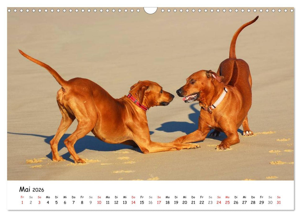 Rhodesian Ridgebacks in Aktion (CALVENDO Wandkalender 2026)