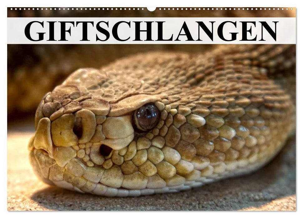 Giftschlangen (CALVENDO Wandkalender 2026)