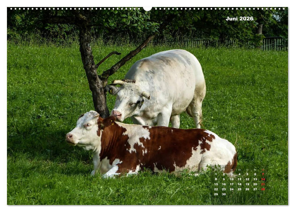 Impressionen aus Wangen im Allgäu (CALVENDO Premium Wandkalender 2026)