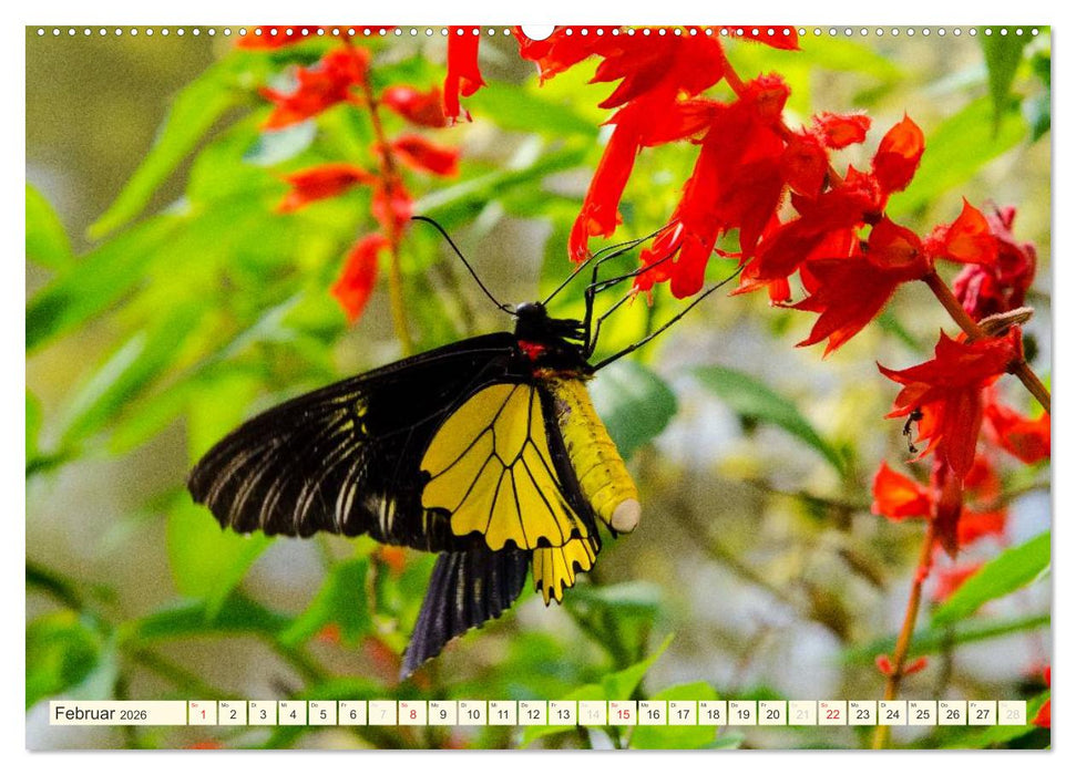 Unterwegs in Malaysia (CALVENDO Wandkalender 2026)