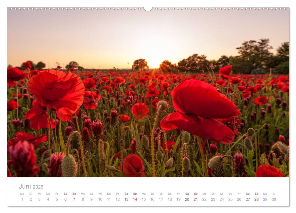 Lichtreise durch Schleswig-Holstein (CALVENDO Premium Wandkalender 2026)