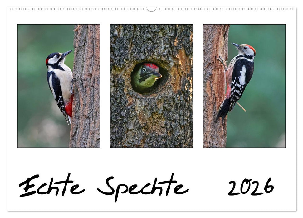 Echte Spechte (CALVENDO Wandkalender 2026)