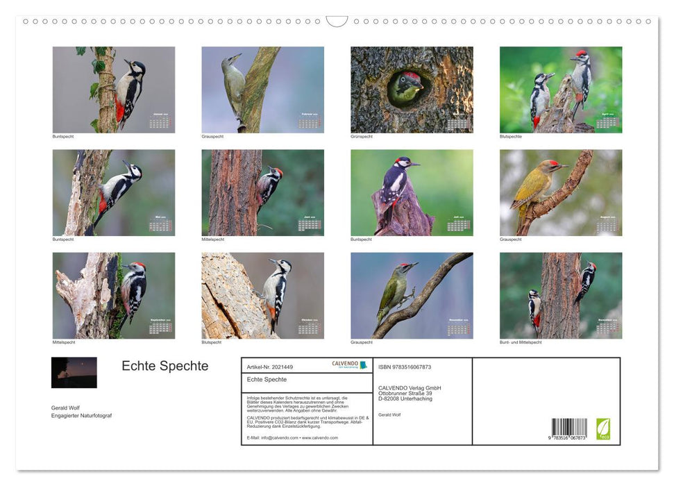 Echte Spechte (CALVENDO Wandkalender 2026)