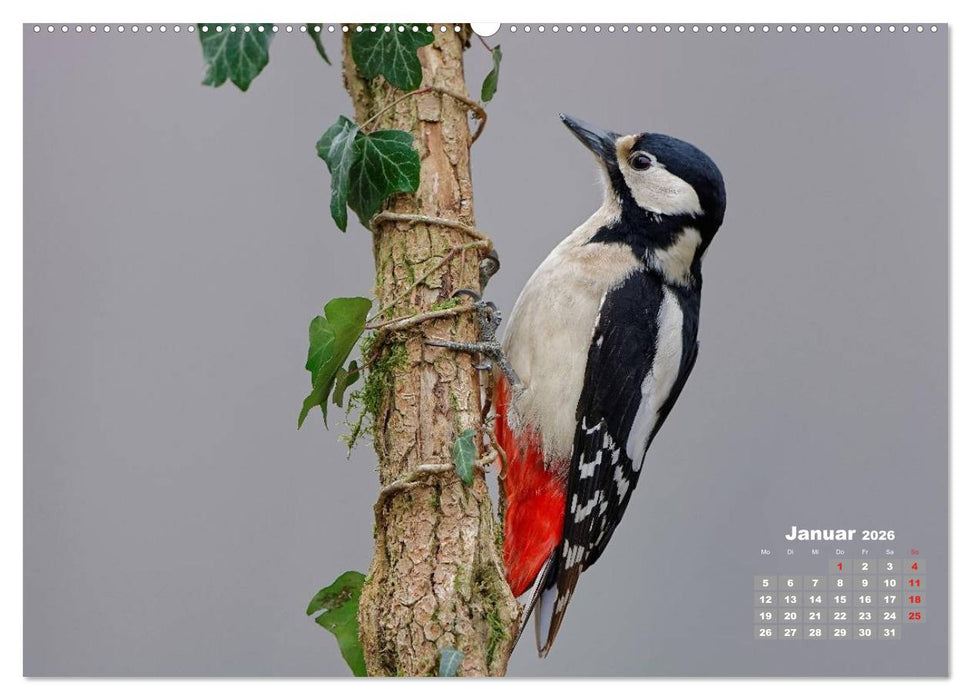 Echte Spechte (CALVENDO Wandkalender 2026)