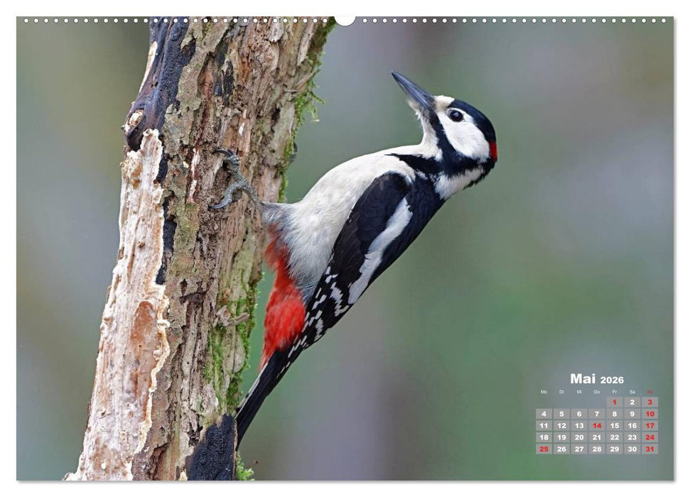 Echte Spechte (CALVENDO Wandkalender 2026)