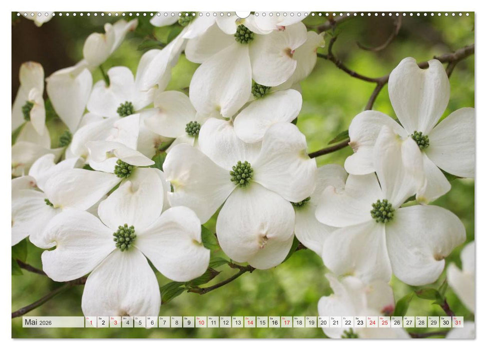 Blütentanz in Weiß (CALVENDO Premium Wandkalender 2026)