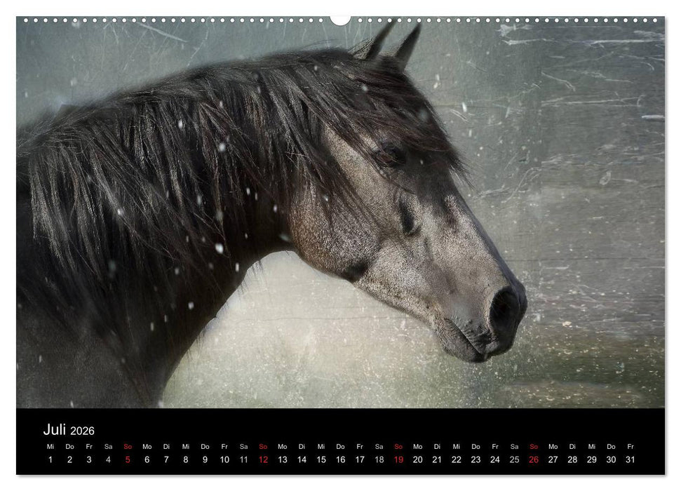 Pferde zum Träumen (CALVENDO Premium Wandkalender 2026)